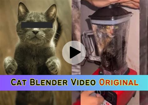 catinblender|The Cat Blender Video